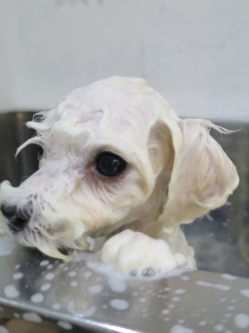 ビションフリーゼこいぬ東京子犬フントヒュッテ文京区かわいいビションフリーゼ駒込小さいビションフリーゼ画像おんなのこ飼い主募集ビションメス子犬里親募集 362.jpg