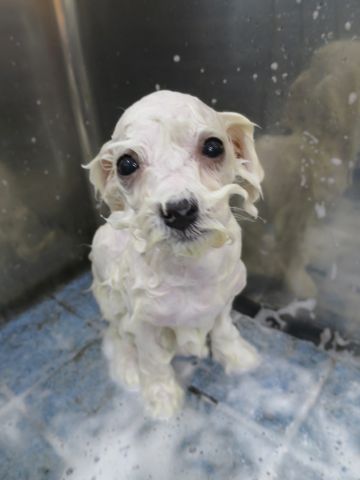 ビションフリーゼこいぬ東京子犬フントヒュッテ文京区かわいいビションフリーゼ駒込小さいビションフリーゼ画像おんなのこ飼い主募集ビションメス子犬里親募集 363.jpg