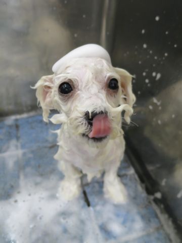 ビションフリーゼこいぬ東京子犬フントヒュッテ文京区かわいいビションフリーゼ駒込小さいビションフリーゼ画像おんなのこ飼い主募集ビションメス子犬里親募集 364.jpg