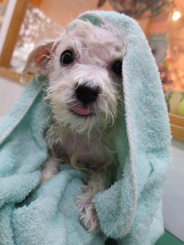 ビションフリーゼこいぬ東京子犬フントヒュッテ文京区かわいいビションフリーゼ駒込小さいビションフリーゼ画像おんなのこ飼い主募集ビションメス子犬里親募集 366.jpg