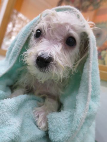 ビションフリーゼこいぬ東京子犬フントヒュッテ文京区かわいいビションフリーゼ駒込小さいビションフリーゼ画像おんなのこ飼い主募集ビションメス子犬里親募集 367.jpg