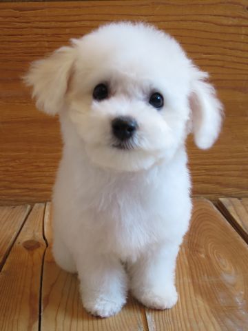 ビションフリーゼこいぬ東京子犬フントヒュッテ文京区かわいいビションフリーゼ駒込小さいビションフリーゼ画像おんなのこ飼い主募集ビションメス子犬里親募集 368.jpg