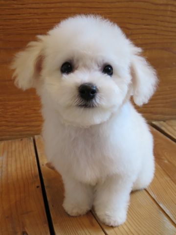 ビションフリーゼこいぬ東京子犬フントヒュッテ文京区かわいいビションフリーゼ駒込小さいビションフリーゼ画像おんなのこ飼い主募集ビションメス子犬里親募集 369.jpg