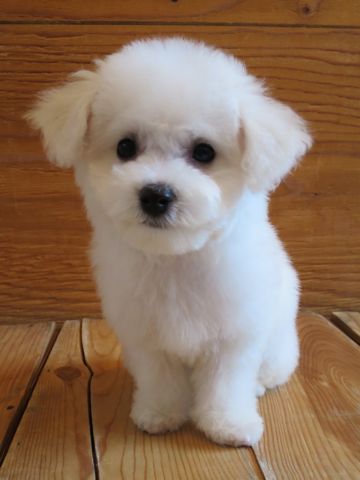ビションフリーゼこいぬ東京子犬フントヒュッテ文京区かわいいビションフリーゼ駒込小さいビションフリーゼ画像おんなのこ飼い主募集ビションメス子犬里親募集 370.jpg
