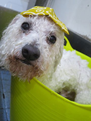 温泉 トリミング トリミングサロン 東京 文京区 本駒込 フントヒュッテ 都内 犬の温泉 犬用天然温泉入浴剤 アニマー湯プラス ペット入浴剤 ANIMARYU BATHSALT 1.jpg