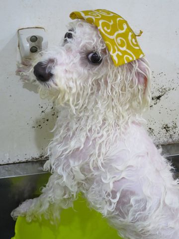 温泉 トリミング トリミングサロン 東京 文京区 本駒込 フントヒュッテ 都内 犬の温泉 犬用天然温泉入浴剤 アニマー湯プラス ペット入浴剤 ANIMARYU BATHSALT 4.jpg