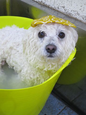 温泉 トリミング トリミングサロン 東京 文京区 本駒込 フントヒュッテ 都内 犬の温泉 犬用天然温泉入浴剤 アニマー湯プラス ペット入浴剤 ANIMARYU BATHSALT 5.jpg