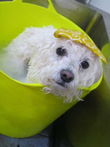 温泉 トリミング トリミングサロン 東京 文京区 本駒込 フントヒュッテ 都内 犬の温泉 犬用天然温泉入浴剤 アニマー湯プラス ペット入浴剤 ANIMARYU BATHSALT 6.jpg