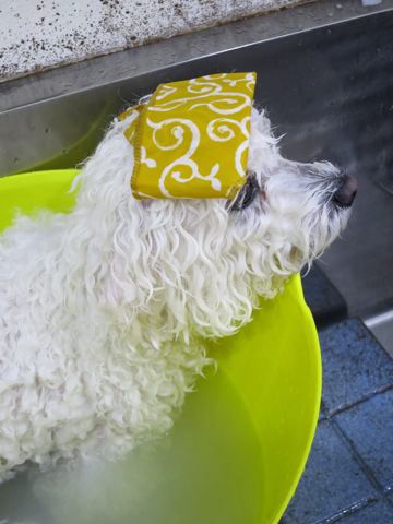 温泉 トリミング トリミングサロン 東京 文京区 本駒込 フントヒュッテ 都内 犬の温泉 犬用天然温泉入浴剤 アニマー湯プラス ペット入浴剤 ANIMARYU BATHSALT 7.jpg