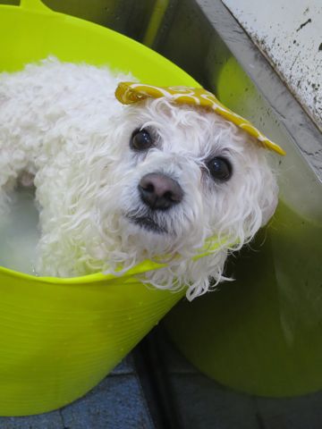 温泉 トリミング トリミングサロン 東京 文京区 本駒込 フントヒュッテ 都内 犬の温泉 犬用天然温泉入浴剤 アニマー湯プラス ペット入浴剤 ANIMARYU BATHSALT 8.jpg