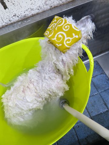 温泉 トリミング トリミングサロン 東京 文京区 本駒込 フントヒュッテ 都内 犬の温泉 犬用天然温泉入浴剤 アニマー湯プラス ペット入浴剤 ANIMARYU BATHSALT 11.jpg