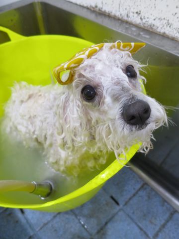 温泉 トリミング トリミングサロン 東京 文京区 本駒込 フントヒュッテ 都内 犬の温泉 犬用天然温泉入浴剤 アニマー湯プラス ペット入浴剤 ANIMARYU BATHSALT 12.jpg