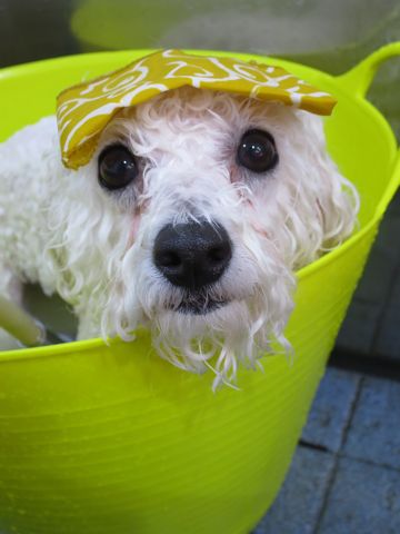 温泉 トリミング トリミングサロン 東京 文京区 本駒込 フントヒュッテ 都内 犬の温泉 犬用天然温泉入浴剤 アニマー湯プラス ペット入浴剤 ANIMARYU BATHSALT 13.jpg