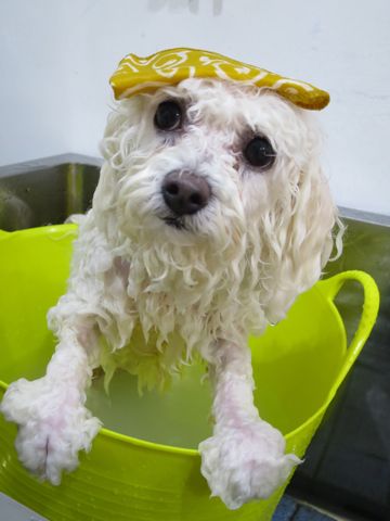 温泉 トリミング トリミングサロン 東京 文京区 本駒込 フントヒュッテ 都内 犬の温泉 犬用天然温泉入浴剤 アニマー湯プラス ペット入浴剤 ANIMARYU BATHSALT 16.jpg