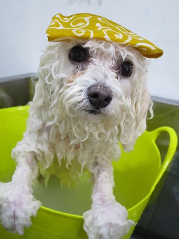 温泉 トリミング トリミングサロン 東京 文京区 本駒込 フントヒュッテ 都内 犬の温泉 犬用天然温泉入浴剤 アニマー湯プラス ペット入浴剤 ANIMARYU BATHSALT 17.jpg
