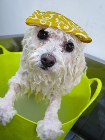 温泉 トリミング トリミングサロン 東京 文京区 本駒込 フントヒュッテ 都内 犬の温泉 犬用天然温泉入浴剤 アニマー湯プラス ペット入浴剤 ANIMARYU BATHSALT 18.jpg