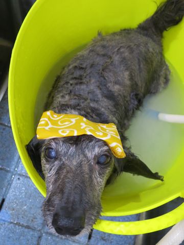 温泉 トリミング トリミングサロン 東京 文京区 本駒込 フントヒュッテ 都内 犬の温泉 犬用天然温泉入浴剤 アニマー湯プラス ペット入浴剤 ANIMARYU BATHSALT 19.jpg