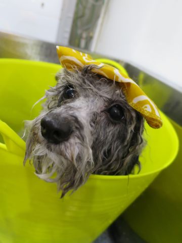 温泉 トリミング トリミングサロン 東京 文京区 本駒込 フントヒュッテ 都内 犬の温泉 犬用天然温泉入浴剤 アニマー湯プラス ペット入浴剤 ANIMARYU BATHSALT 24.jpg