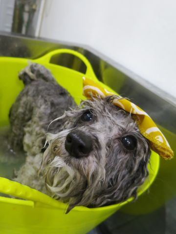 温泉 トリミング トリミングサロン 東京 文京区 本駒込 フントヒュッテ 都内 犬の温泉 犬用天然温泉入浴剤 アニマー湯プラス ペット入浴剤 ANIMARYU BATHSALT 25.jpg