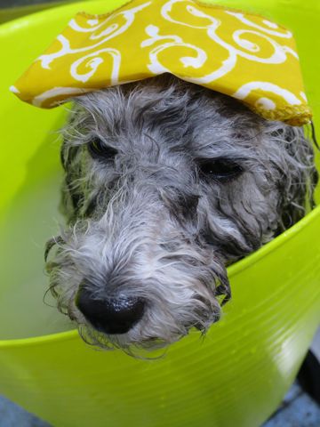 温泉 トリミング トリミングサロン 東京 文京区 本駒込 フントヒュッテ 都内 犬の温泉 犬用天然温泉入浴剤 アニマー湯プラス ペット入浴剤 ANIMARYU BATHSALT 30.jpg