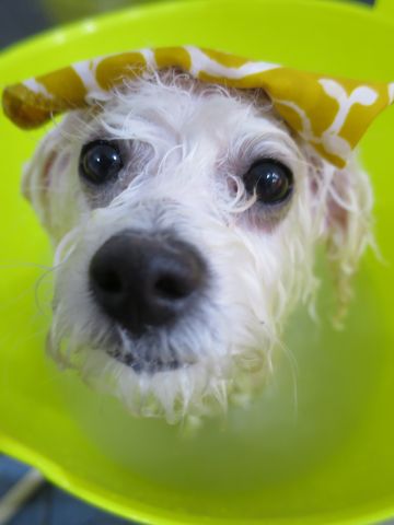 温泉 トリミング トリミングサロン 東京 文京区 本駒込 フントヒュッテ 都内 犬の温泉 犬用天然温泉入浴剤 アニマー湯プラス ペット入浴剤 ANIMARYU BATHSALT 31.jpg