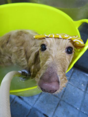 温泉 トリミング トリミングサロン 東京 文京区 本駒込 フントヒュッテ 都内 犬の温泉 犬用天然温泉入浴剤 アニマー湯プラス ペット入浴剤 ANIMARYU BATHSALT 32.jpg