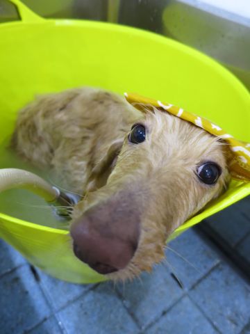 温泉 トリミング トリミングサロン 東京 文京区 本駒込 フントヒュッテ 都内 犬の温泉 犬用天然温泉入浴剤 アニマー湯プラス ペット入浴剤 ANIMARYU BATHSALT 33.jpg