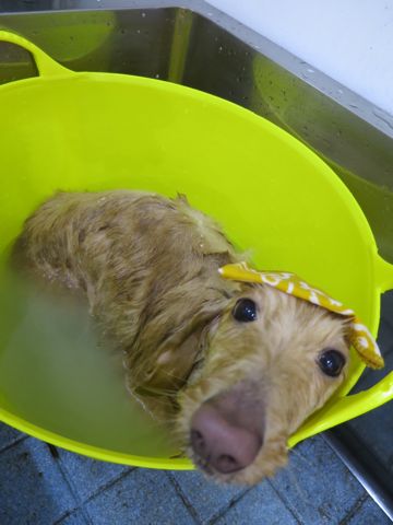 温泉 トリミング トリミングサロン 東京 文京区 本駒込 フントヒュッテ 都内 犬の温泉 犬用天然温泉入浴剤 アニマー湯プラス ペット入浴剤 ANIMARYU BATHSALT 34.jpg