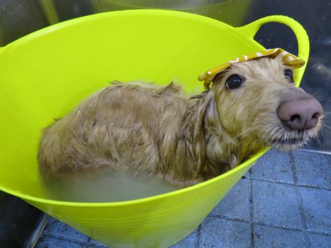 温泉 トリミング トリミングサロン 東京 文京区 本駒込 フントヒュッテ 都内 犬の温泉 犬用天然温泉入浴剤 アニマー湯プラス ペット入浴剤 ANIMARYU BATHSALT 35.jpg