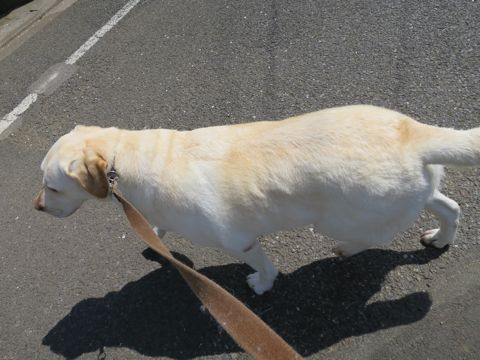 ラブラドール・レトリバートリミング文京区フントヒュッテ都内大型犬トリミング東京かわいいラブラドールレトリバー画像駒込ラブシャンプー関東大型犬画像30.jpg