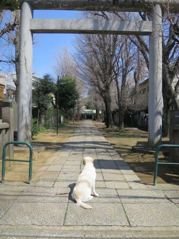 ラブラドール・レトリバートリミング文京区フントヒュッテ都内大型犬トリミング東京かわいいラブラドールレトリバー画像駒込ラブシャンプー関東大型犬画像31.jpg