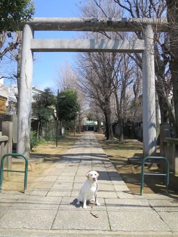 ラブラドール・レトリバートリミング文京区フントヒュッテ都内大型犬トリミング東京かわいいラブラドールレトリバー画像駒込ラブシャンプー関東大型犬画像32.jpg