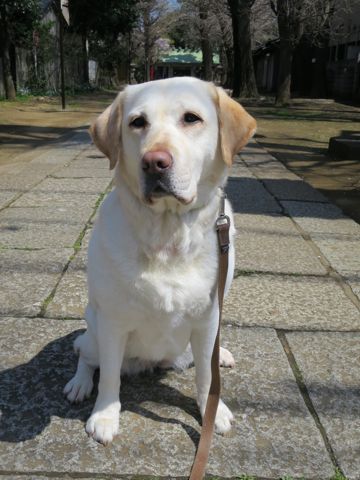 ラブラドール・レトリバートリミング文京区フントヒュッテ都内大型犬トリミング東京かわいいラブラドールレトリバー画像駒込ラブシャンプー関東大型犬画像33.jpg