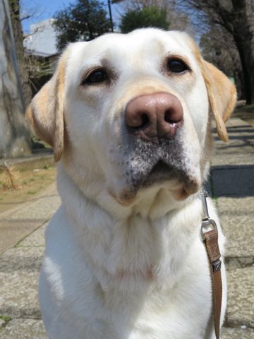 ラブラドール・レトリバートリミング文京区フントヒュッテ都内大型犬トリミング東京かわいいラブラドールレトリバー画像駒込ラブシャンプー関東大型犬画像34.jpg
