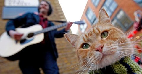 ܥ֡A Street Cat Named Bobܥ֤Ȥ̾Υȥ꡼ȡåȡॺܡ󡡥ܥ֤줿 ܤξӥ꡼Хܡ1.jpg