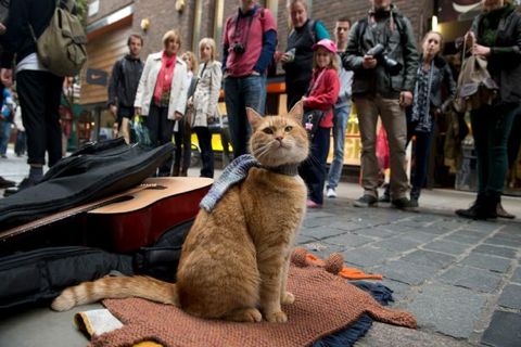 ܥ֡A Street Cat Named Bobܥ֤Ȥ̾Υȥ꡼ȡåȡॺܡ󡡥ܥ֤줿 ܤξӥ꡼Хܡ2.jpg