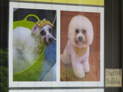 温泉 トリミング トリミングサロン 東京 文京区 本駒込 フントヒュッテ 都内 犬の温泉 犬用天然温泉入浴剤 アニマー湯プラス ペット入浴剤 ANIMARYU BATHSALT 57.jpg