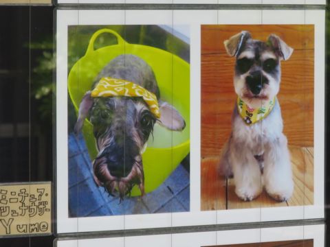 温泉 トリミング トリミングサロン 東京 文京区 本駒込 フントヒュッテ 都内 犬の温泉 犬用天然温泉入浴剤 アニマー湯プラス ペット入浴剤 ANIMARYU BATHSALT 58.jpg