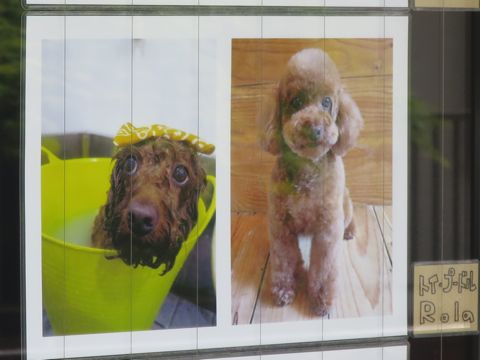 温泉 トリミング トリミングサロン 東京 文京区 本駒込 フントヒュッテ 都内 犬の温泉 犬用天然温泉入浴剤 アニマー湯プラス ペット入浴剤 ANIMARYU BATHSALT 59.jpg
