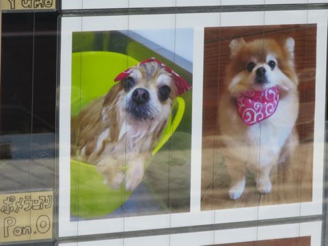 温泉 トリミング トリミングサロン 東京 文京区 本駒込 フントヒュッテ 都内 犬の温泉 犬用天然温泉入浴剤 アニマー湯プラス ペット入浴剤 ANIMARYU BATHSALT 60.jpg