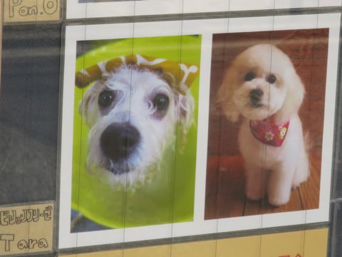 温泉 トリミング トリミングサロン 東京 文京区 本駒込 フントヒュッテ 都内 犬の温泉 犬用天然温泉入浴剤 アニマー湯プラス ペット入浴剤 ANIMARYU BATHSALT 62.jpg