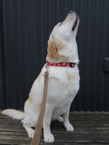 ラブラドール・レトリバートリミング文京区フントヒュッテ都内大型犬トリミング東京かわいいラブラドールレトリバー画像駒込ラブシャンプー関東大型犬画像35.jpg