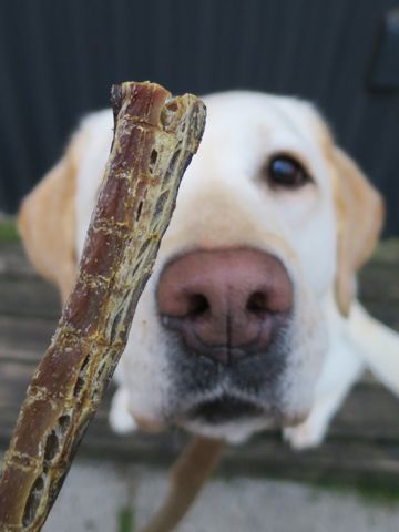 ラブラドール・レトリバートリミング文京区フントヒュッテ都内大型犬トリミング東京かわいいラブラドールレトリバー画像駒込ラブシャンプー関東大型犬画像37.jpg