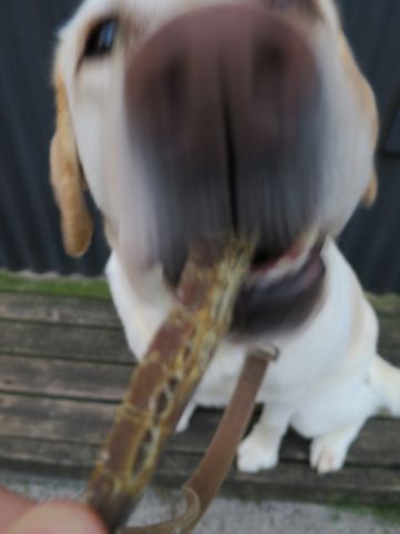 ラブラドール・レトリバートリミング文京区フントヒュッテ都内大型犬トリミング東京かわいいラブラドールレトリバー画像駒込ラブシャンプー関東大型犬画像38.jpg