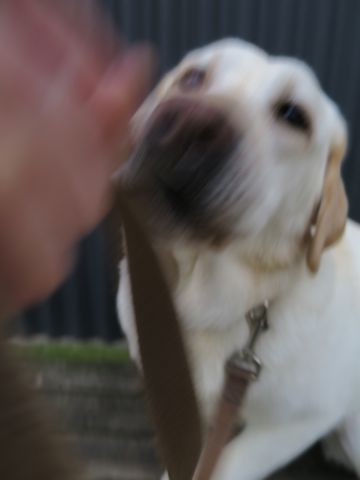 ラブラドール・レトリバートリミング文京区フントヒュッテ都内大型犬トリミング東京かわいいラブラドールレトリバー画像駒込ラブシャンプー関東大型犬画像39.jpg