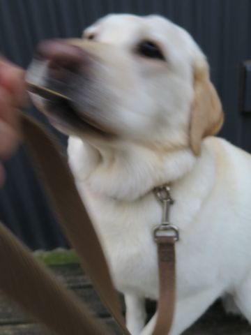 ラブラドール・レトリバートリミング文京区フントヒュッテ都内大型犬トリミング東京かわいいラブラドールレトリバー画像駒込ラブシャンプー関東大型犬画像40.jpg
