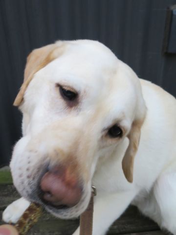 ラブラドール・レトリバートリミング文京区フントヒュッテ都内大型犬トリミング東京かわいいラブラドールレトリバー画像駒込ラブシャンプー関東大型犬画像41.jpg