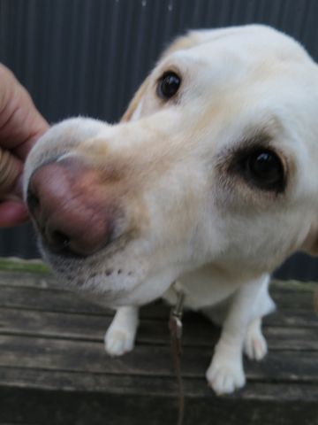 ラブラドール・レトリバートリミング文京区フントヒュッテ都内大型犬トリミング東京かわいいラブラドールレトリバー画像駒込ラブシャンプー関東大型犬画像42.jpg