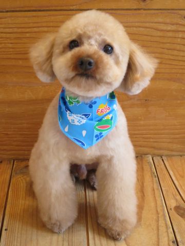 トイ・プードルトリミング文京区カットモデル犬関東トリミングサロン駒込フントヒュッテトイプードル画像トイプードルカットスタイルベアカットモデル24.jpg