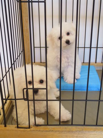 ビションフリーゼフントヒュッテビションフリーゼ子犬こいぬ父チャンピオン犬チャンピオン血統ビション子犬おんなのこ東京ビションフリーゼ画像性格かわいい_453.jpg